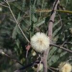 Acacia berlandieri Fruto