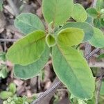 Exochorda × macrantha Leaf