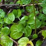 Pyrola asarifolia Leaf