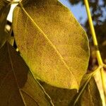 Tabebuia roseoalba Blatt