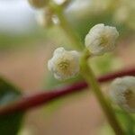 Elaeocarpus rotundifolius Flor