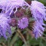 Ageratum houstonianumΆλλα