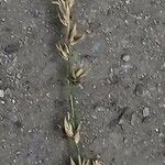 Carex divulsa Kvet