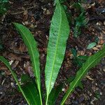 Anacardium spruceanum Leaf