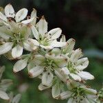Veratrum album Flor