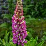 Lupinus polyphyllus Квітка