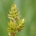 Carex canescens Квітка