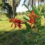 Erythrina senegalensis Kvet