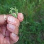 Phleum phleoides পাতা