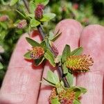 Salix caesia Flower