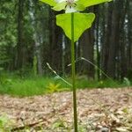 Trillium cernuum Staniste