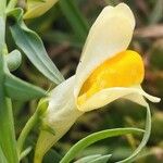 Linaria vulgaris Blüte