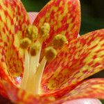 Fritillaria gentneri Blomst