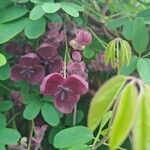 Akebia quinata Цветок