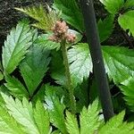 Astilbe rubra Flower