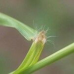 Paspalum urvillei Bark