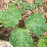 Trillium maculatum花