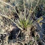 Cyperus difformis Συνήθη χαρακτηριστικά