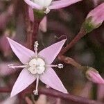 Crassula multicava Flower