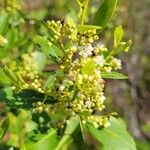 Ilex coriacea Цветок