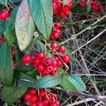 Cotoneaster frigidus Fruit