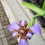 Trimezia coerulea Flower