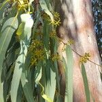 Eucalyptus camaldulensis 葉