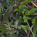 Viola calcarata Leaf