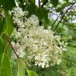 Syringa reticulata Цветок