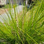 Lomandra longifolia Çiçek