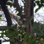 Ehretia amoena Flor