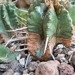 Euphorbia pulvinata Leaf