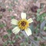 Tridax procumbens Fleur