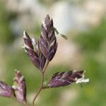 Poa alpina Blomma