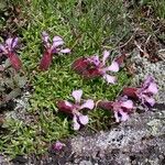 Saponaria pumila Habit