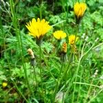 Crepis nicaeensis Fiore