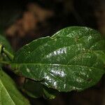 Mendoncia retusa Leaf