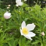 Anemone canadensis Flower