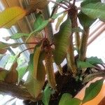 Euphorbia canutii Лист