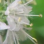 Hydrophyllum virginianum Flower