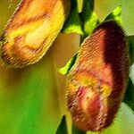 Digitalis obscura Flower