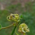 Passiflora auriculata Flor