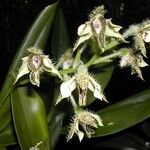 Dendrobium macrophyllum Flower