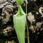 Nepenthes mirabilis Blatt