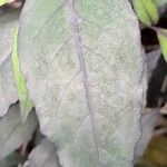 Pseuderanthemum laxiflorum Leaf