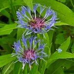 Centaurea montana Λουλούδι