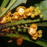 Clavija costaricana Fruit