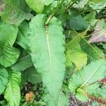 Bistorta amplexicaulis Frunză