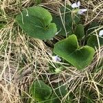 Viola palustris Blad