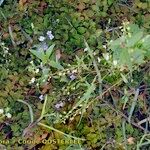 Ludwigia palustris Habit